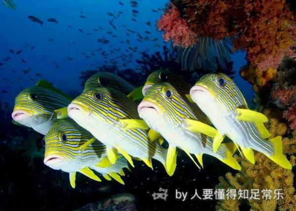 探秘海洋：海底燕窝究竟源自哪种神秘生物？