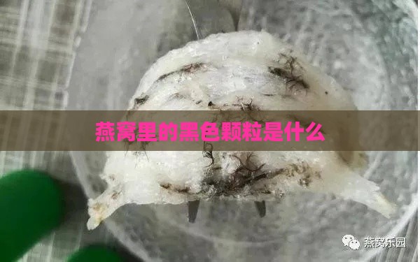 燕窝里的黑色颗粒是什么