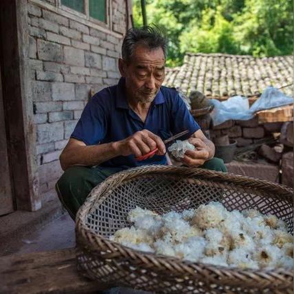 燕窝什么时候种植比较好及采收时机与口感选择指南