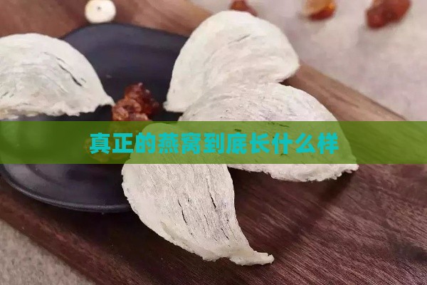 真正的燕窝到底长什么样