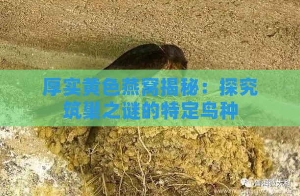 厚实黄色燕窝揭秘：探究筑巢之谜的特定鸟种