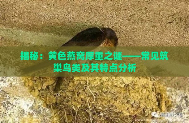 揭秘：黄色燕窝厚重之谜——常见筑巢鸟类及其特点分析