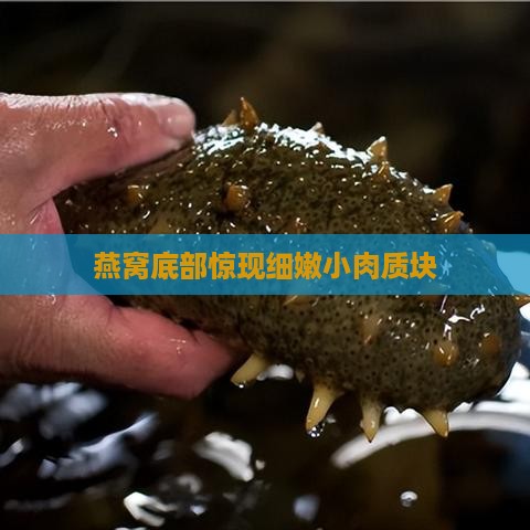 燕窝底部惊现细嫩小肉质块