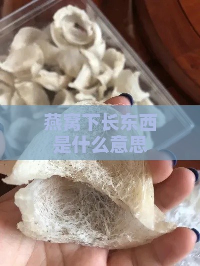 燕窝下长东西是什么意思