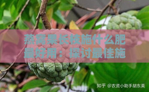 燕窝果长枝施什么肥更好用：探讨更佳施肥方案与效果评估