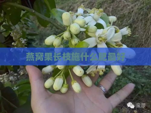 燕窝果长枝施什么肥更好