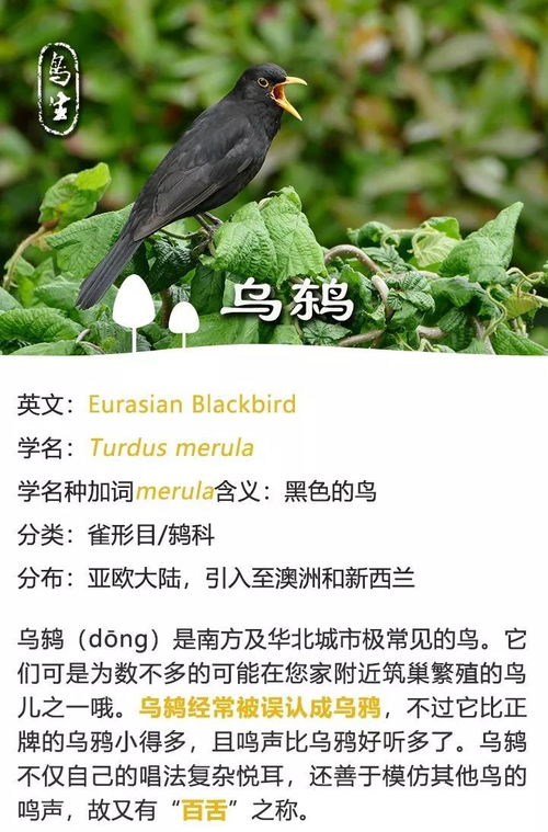 捉迷藏的燕窝叫什么名字来着：好听的名字探寻