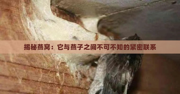 揭秘燕窝：它与燕子之间不可不知的紧密联系