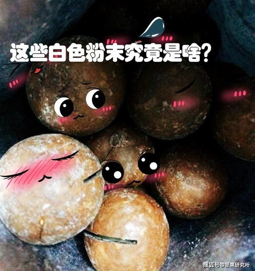 探秘树上生长的独特珍馐：燕窝果的学名究竟是什么？