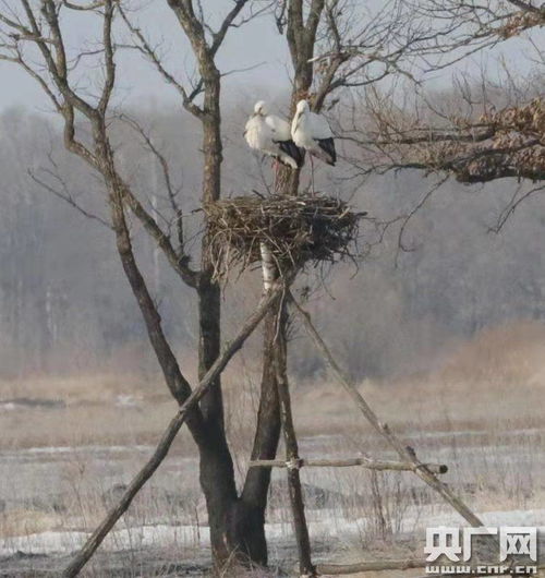 揭秘林梢珍宝：燕巢树上之称谓探究