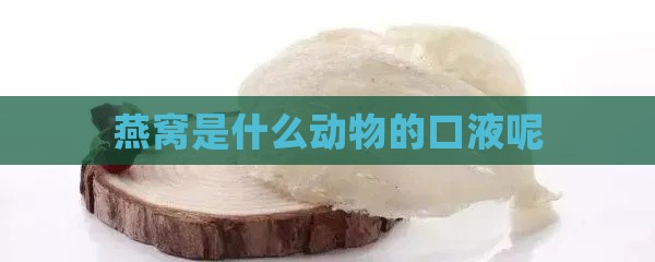 燕窝是什么动物的口液呢