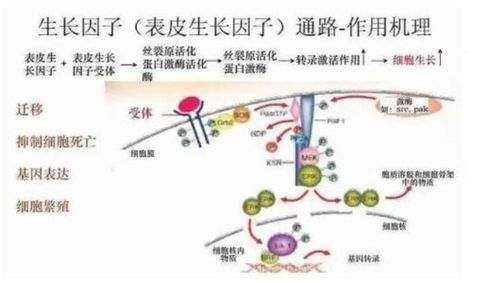 揭秘燕窝：深入了解其中的纤维成分及其来源