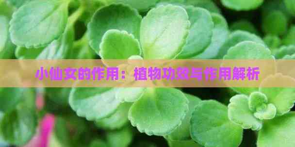 小仙女的作用：植物功效与作用解析