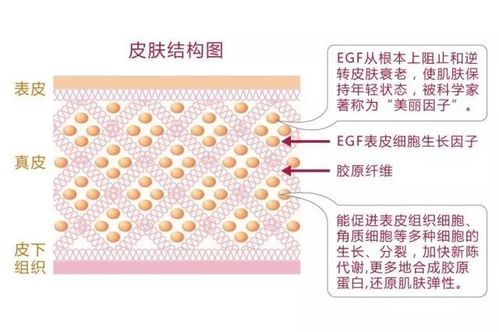 燕窝中的egf是什么：含量、因子意义及gm、pn1解析