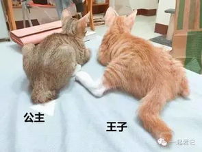 揭秘猫妹妹推荐的燕窝：品质燕窝大揭秘