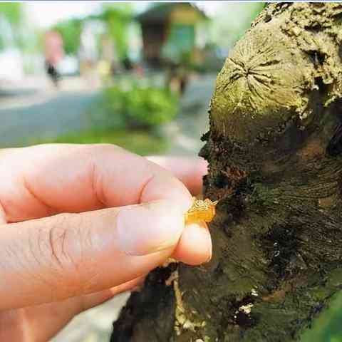 糖尿病患者食用燕窝的益处与注意事项：全面解析燕窝对血糖的影响