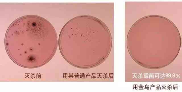 燕窝细菌：燕窝含菌量、病携带与杀菌处理探究