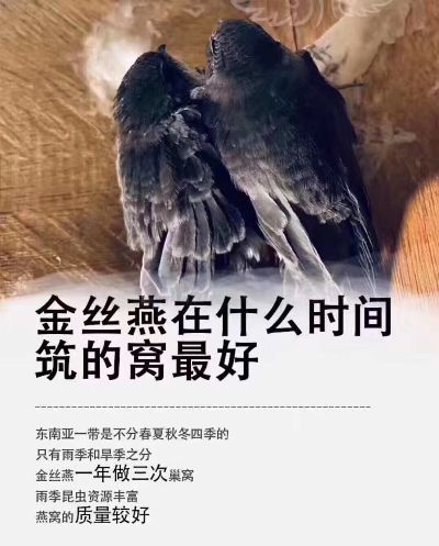 金燕窝什么手机好用一点