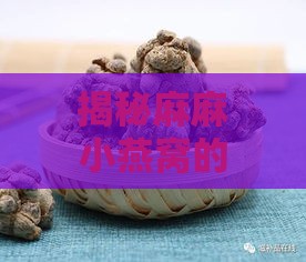 揭秘麻麻小燕窝的名称：全方位了解燕窝种类与特点