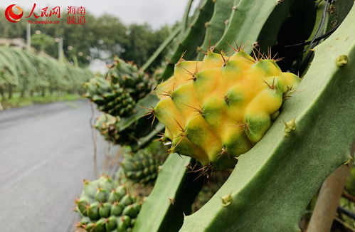 探索燕窝果种子高效种植技巧：全面解析特色热带果树种植方法