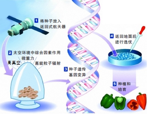 探究航天育种新篇章：燕窝菜品种子太空培育技术与商业化进程