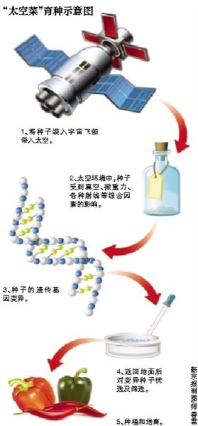 探究航天育种新篇章：燕窝菜品种子太空培育技术与商业化进程