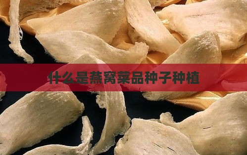 什么是燕窝菜品种子种植