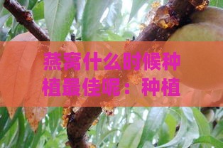 燕窝什么时候种植更佳呢：种植与采收时间解析