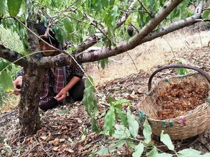 燕窝什么时候种植更佳呢：种植与采收时间解析