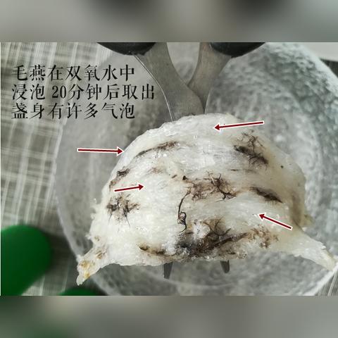 探究燕窝中小气泡形成的奥秘及其原理