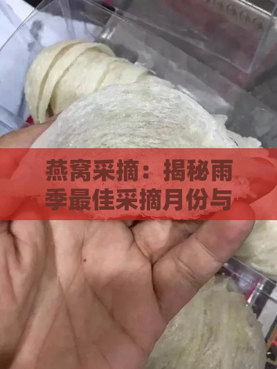 燕窝采摘：揭秘雨季更佳采摘月份与品质奥秘