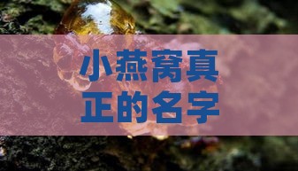 小燕窝真正的名字叫什么来着：揭秘其原名及背后故事