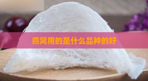 燕窝用的是什么品种的好