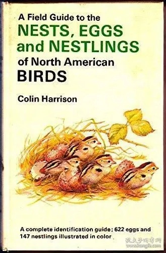 Understanding What 'Healthy Bird's Nest' Means in English