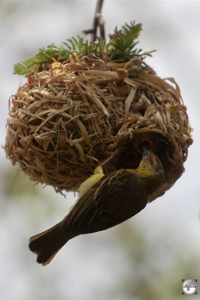 Comprehensive Research Findings and Benefits of Edible Bird's Nest