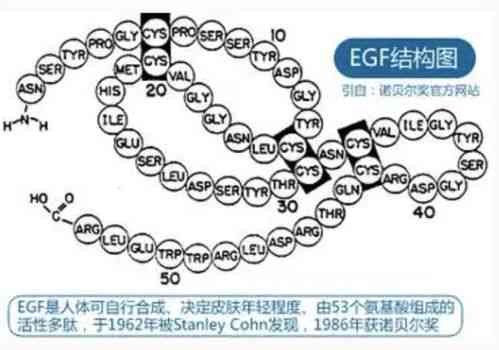 燕窝蛋白纤维是什么成分组成的：其蛋白质类别及特性解析