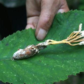 探索多种口味，发现蛹虫草燕窝饮品的更佳风味选择！