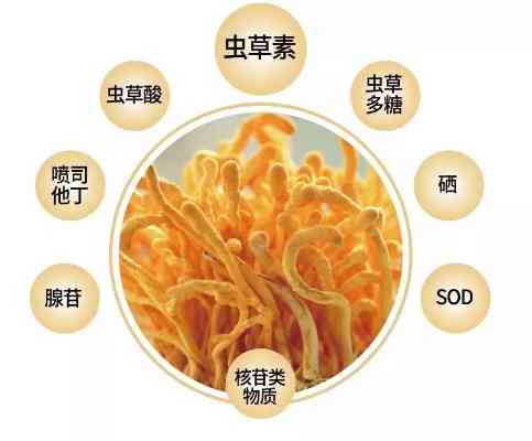 蛹虫草燕窝饮品适合什么人群饮用及适用人群解析