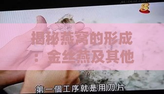 揭秘燕窝的形成：金丝燕及其他相关燕类的巢穴建造全过程