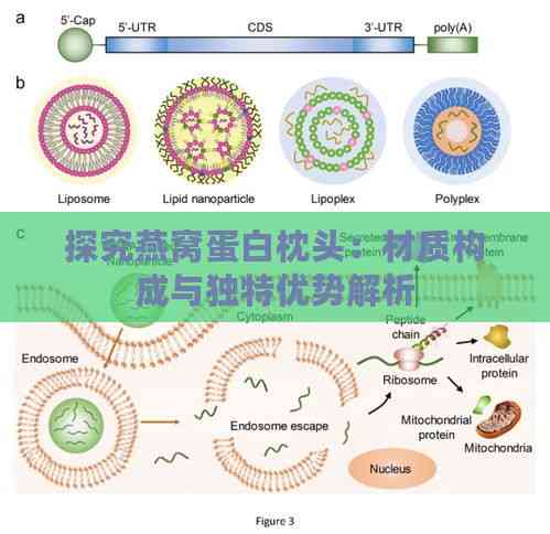 探究燕窝蛋白枕头：材质构成与独特优势解析