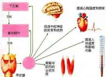 燕窝含激素对人体有害吗？探究燕窝激素含量及其影响