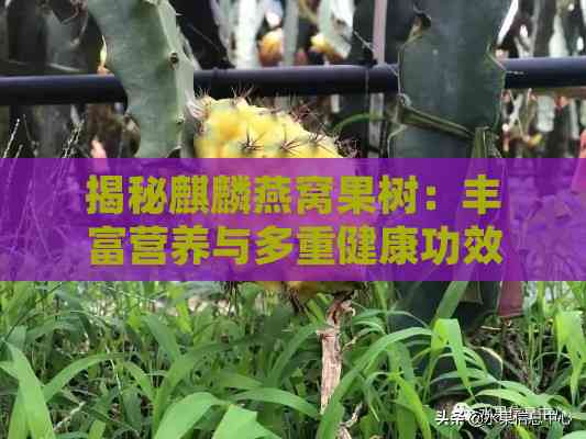 揭秘麒麟燕窝果树：丰富营养与多重健康功效探秘