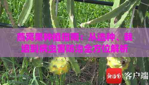 燕窝果种植指南：从选种、栽培到病虫害防治全方位解析