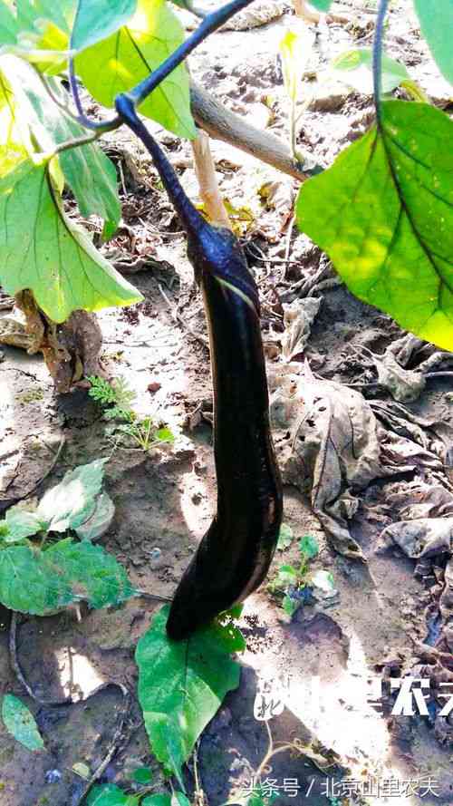 燕窝果种植指南：从选种、栽培到病虫害防治全方位解析