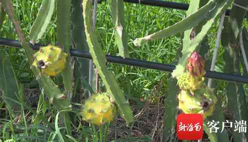 燕窝果种植指南：从选种、栽培到病虫害防治全方位解析