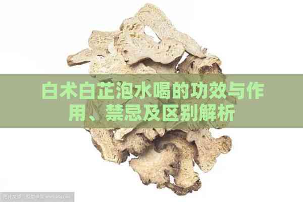 白术白芷泡水喝的功效与作用、禁忌及区别解析