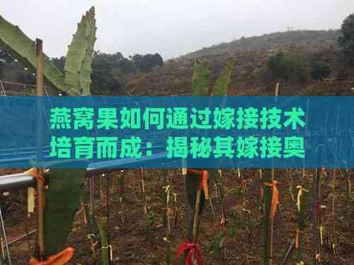 燕窝果如何通过嫁接技术培育而成：揭秘其嫁接奥秘