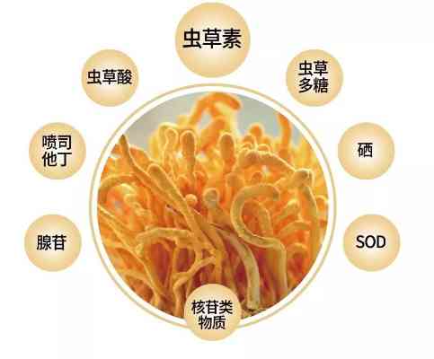 蛹虫草燕窝什么季节饮用效果更佳及建议食用时间