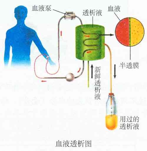 血燕窝什么样子的呢：探究其形成过程与独特外观-血燕窝是怎么形成的?