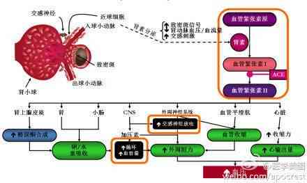 揭秘燕窝的形成过程及其背后的生物学原理